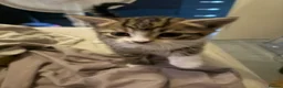 Bengal cats for sale: Cute half bengal kitten ready now  - Advert 7