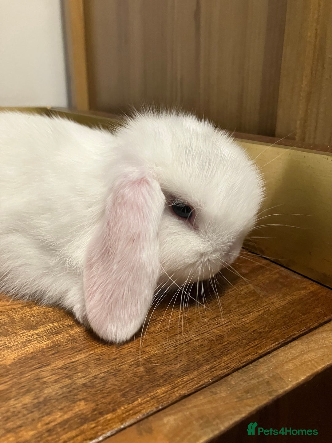 Mini Lop rabbits for sale: Mini Lop Bunnies for sale - Image 12