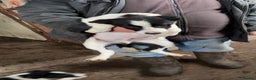 Smooth Collie dogs for sale: Collie pups for sale  - Advert 11