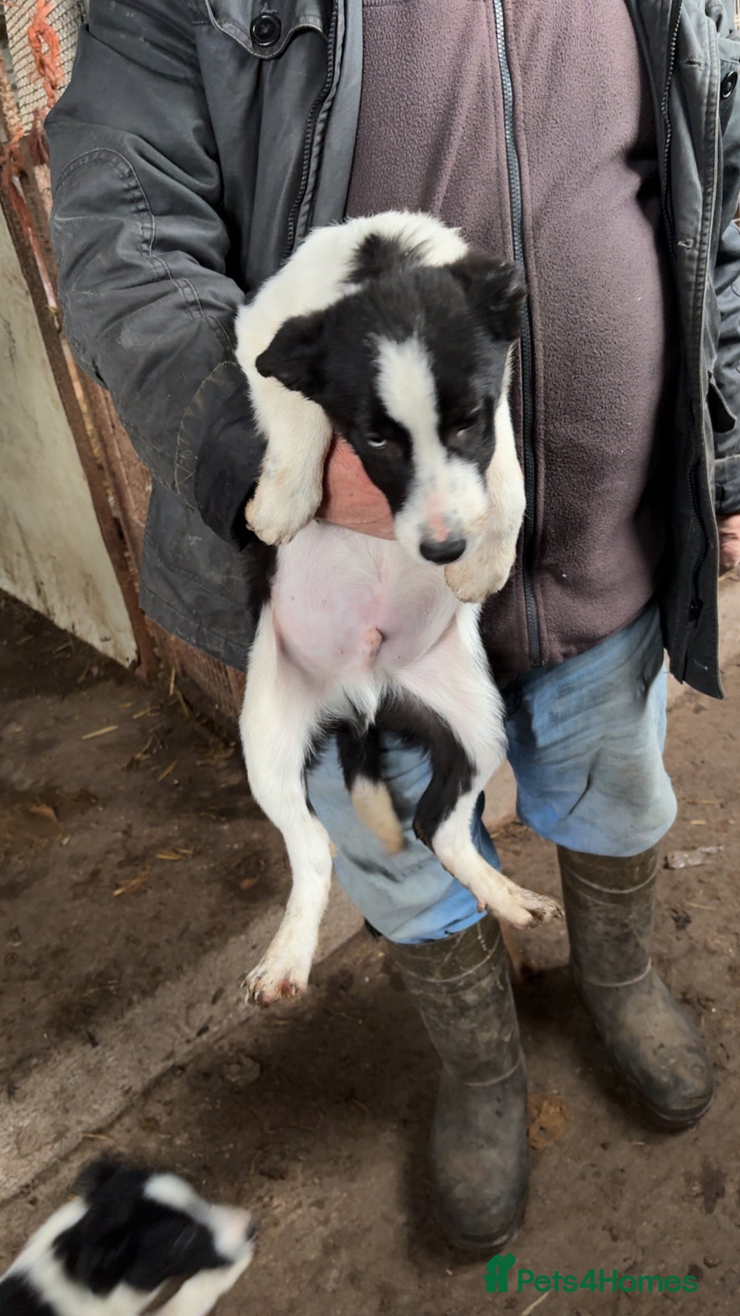 Smooth Collie dogs for sale: Collie pups for sale  - Advert 11