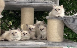 Siberian cats for sale: TICA✅HEALTH TESTED✅STUNNING  - Image 2