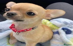 Chihuahua dogs for sale: Chihuahua puppies - Image 4