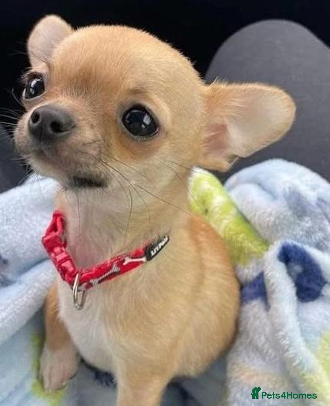 Chihuahua dogs for sale: Chihuahua puppies - Image 4