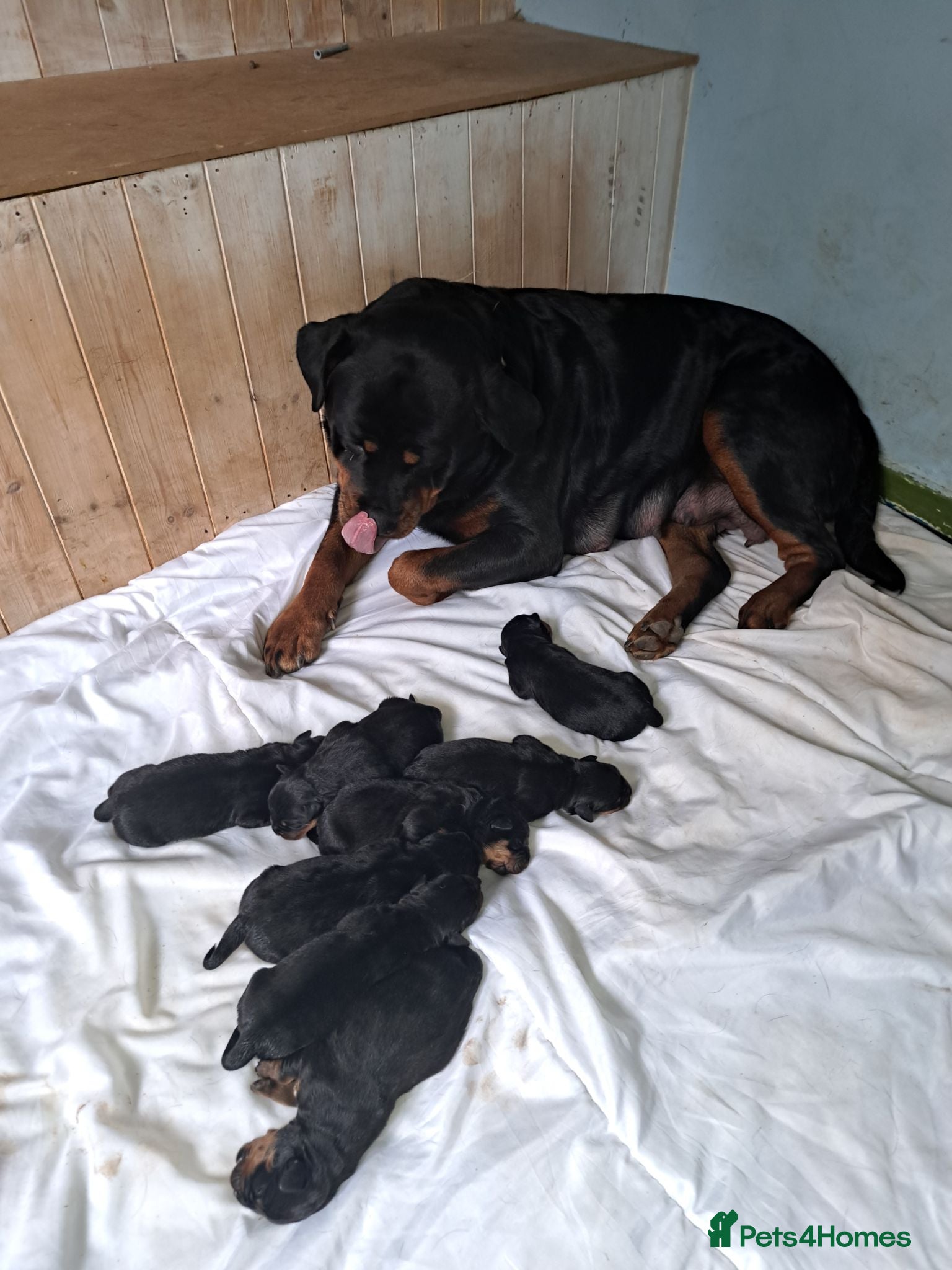 Rottweiler dogs Rottweiler pups - Advert 13