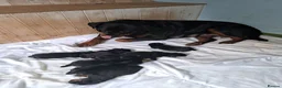 Rottweiler dogs for sale: Rottweiler pups in Falmouth - Advert 1