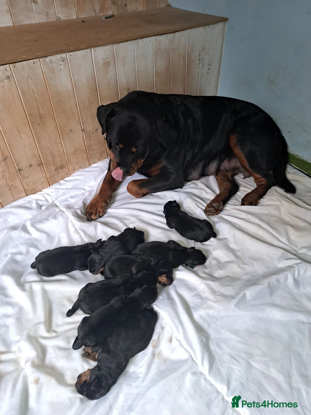 Rottweiler dogs for sale: Rottweiler pups in Falmouth - Advert 1