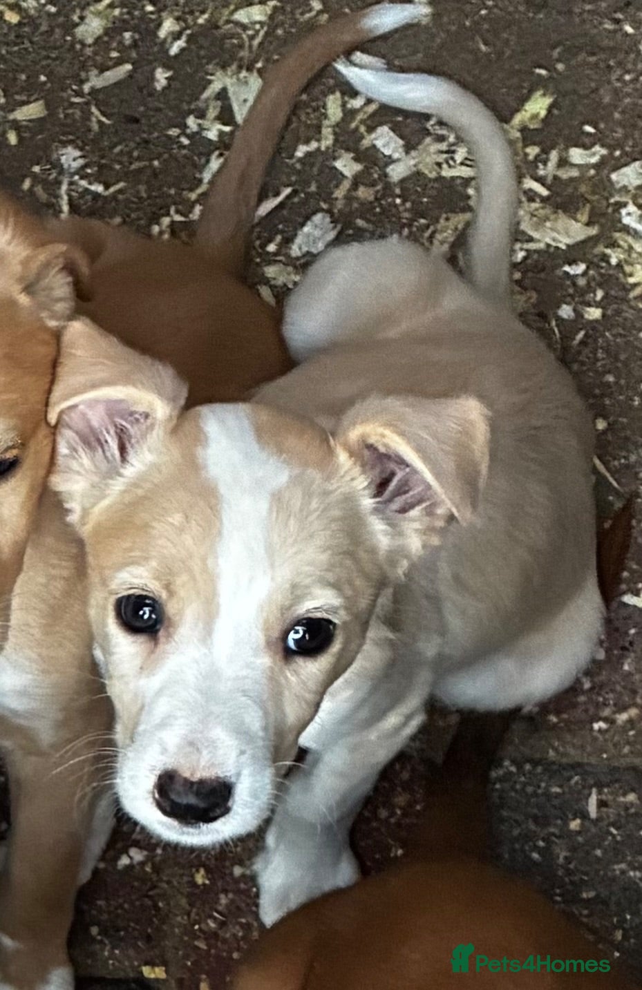 Lurcher dogs Top quality Lurcher puppies - Advert 2