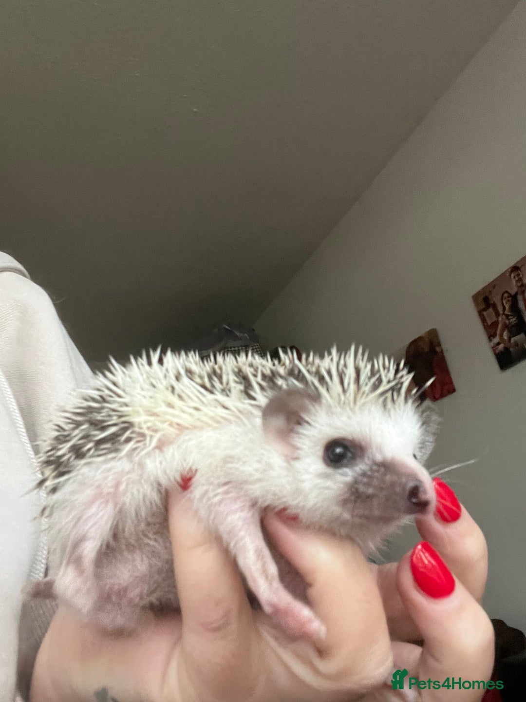Pygmy Hedgehog rodents for sale: African Pygmy hedgehogs hoglets  - Advert 7