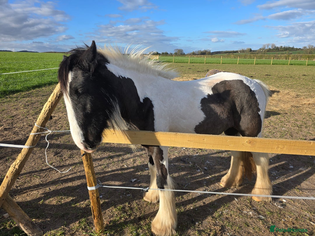 Irish Cob horses for sale: Buddy and Luna - Image 4