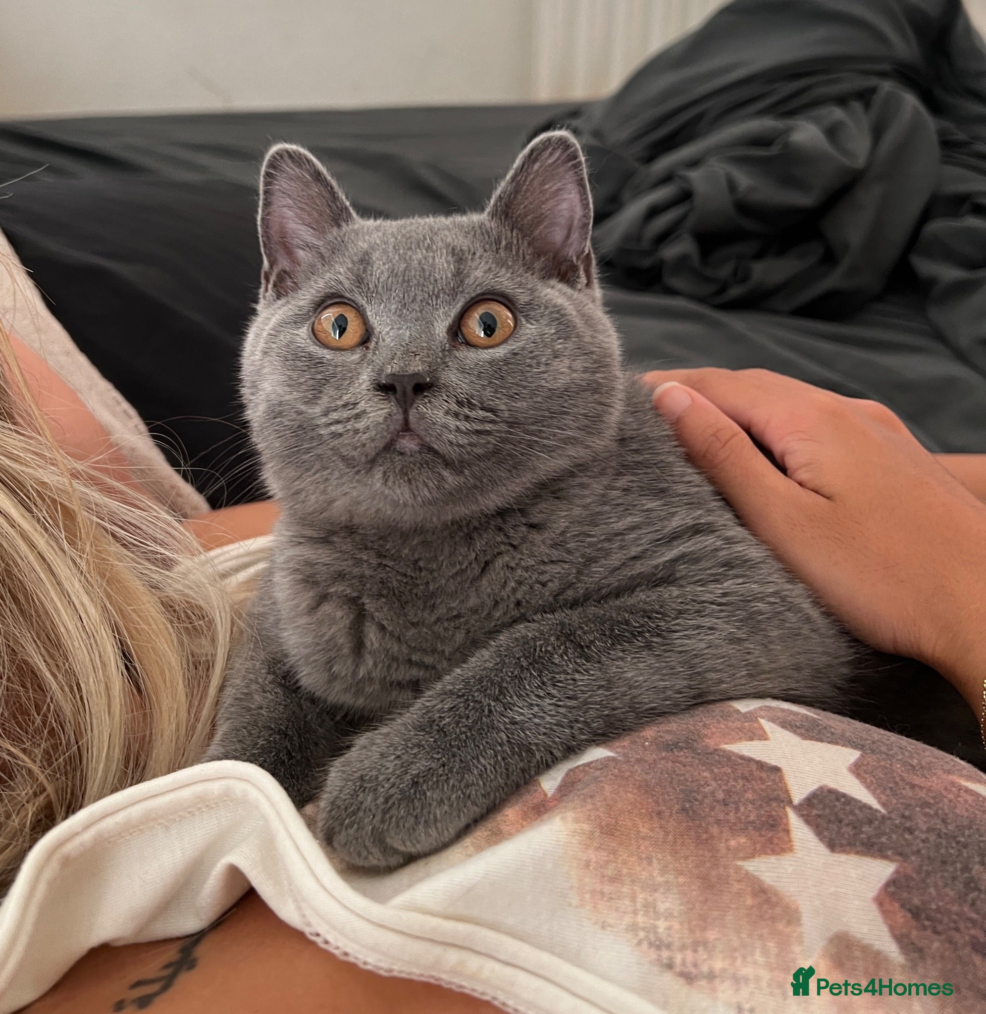 British Shorthair cats British shorthair blue boy - Advert 1