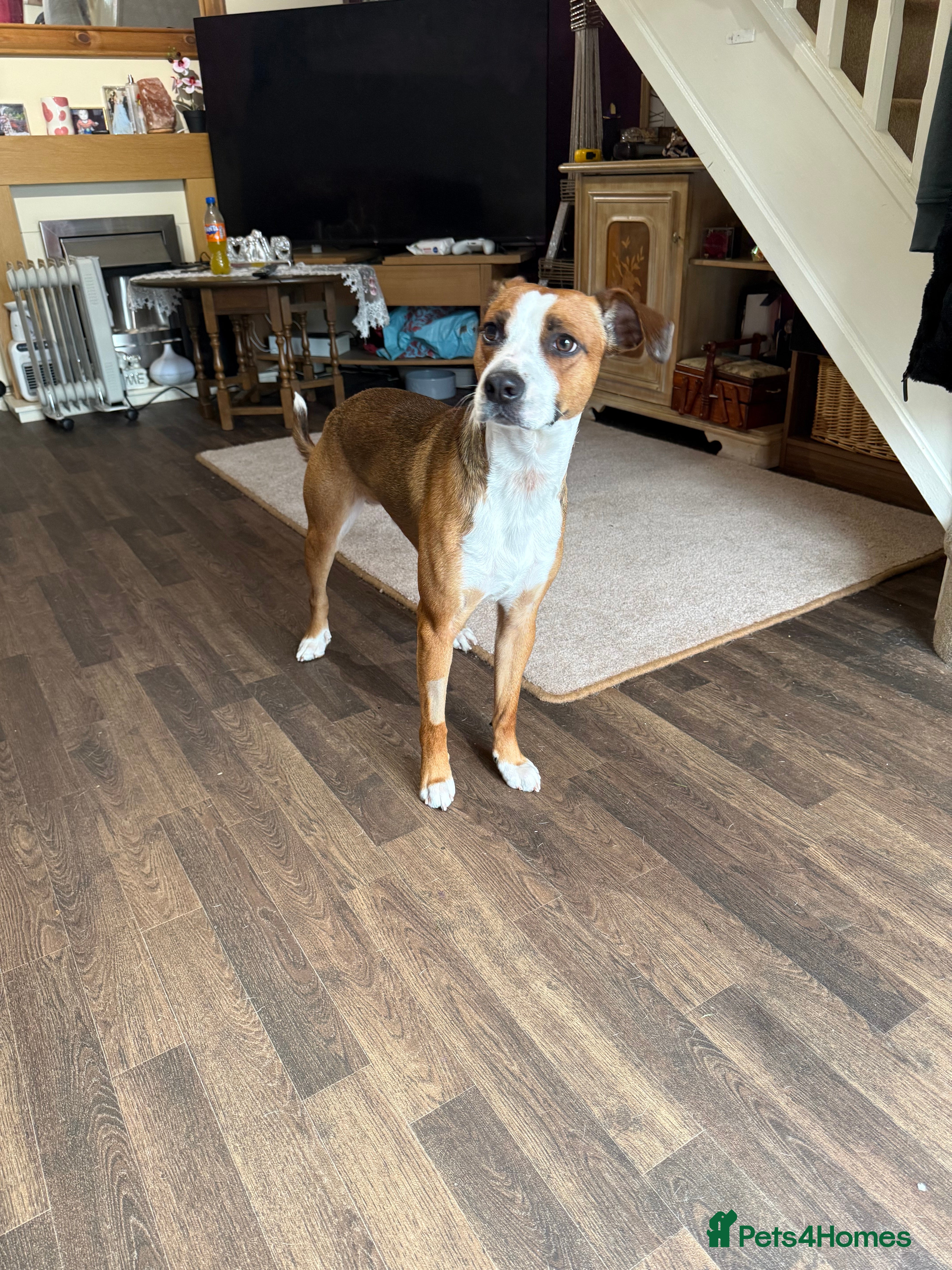 Mixed Breed dogs Male dog - Advert 1