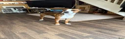 Mixed Breed dogs for sale: Male dog - Advert 1