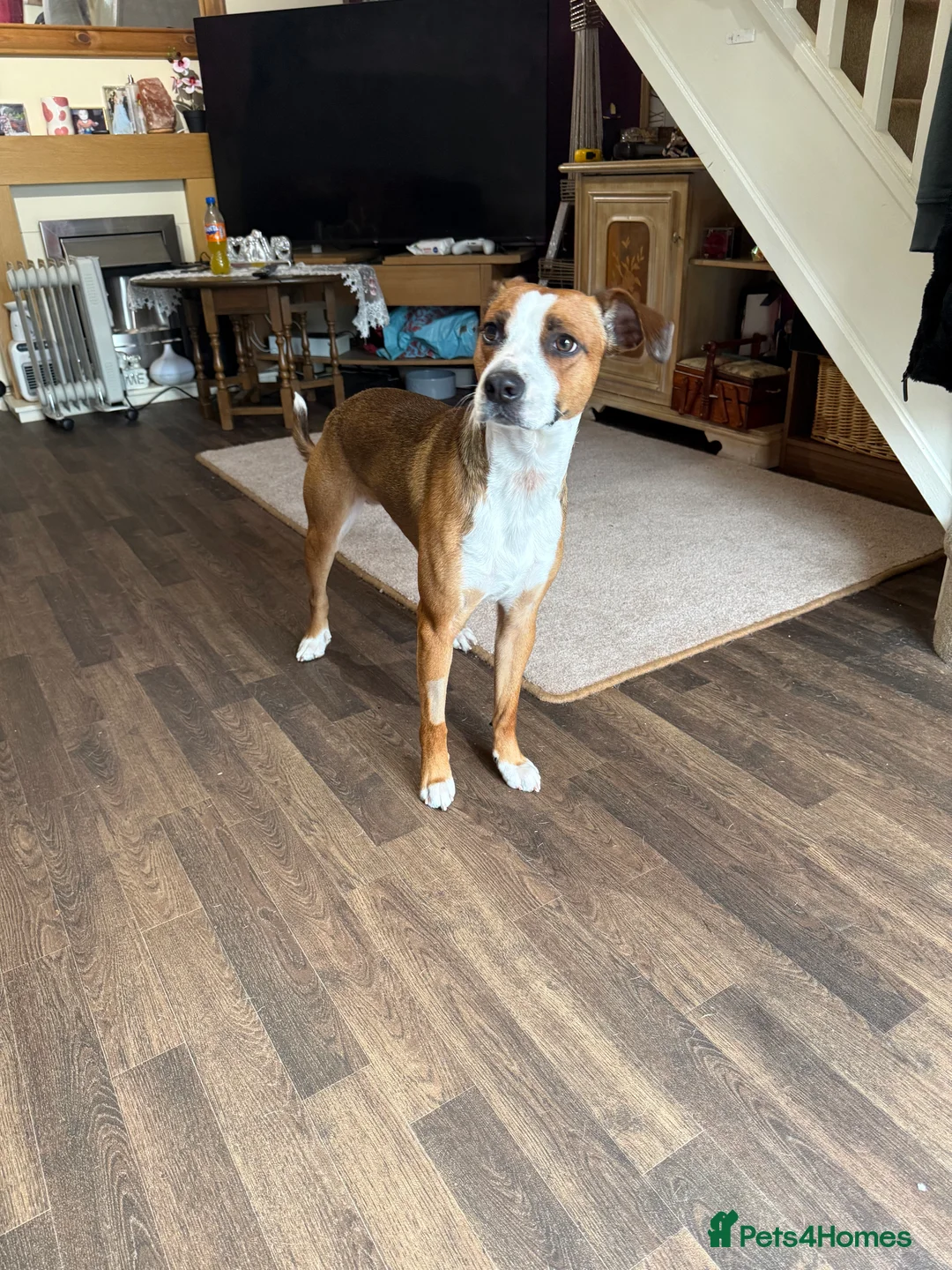 Mixed Breed dogs for sale: Male dog - Advert 1