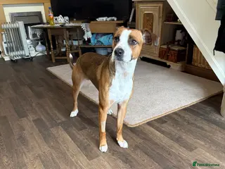 Mixed Breed dogs Male dog - Advert 1