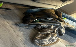 Lurcher dogs for sale: 4 y/o lurcher for rehoming - Image 7