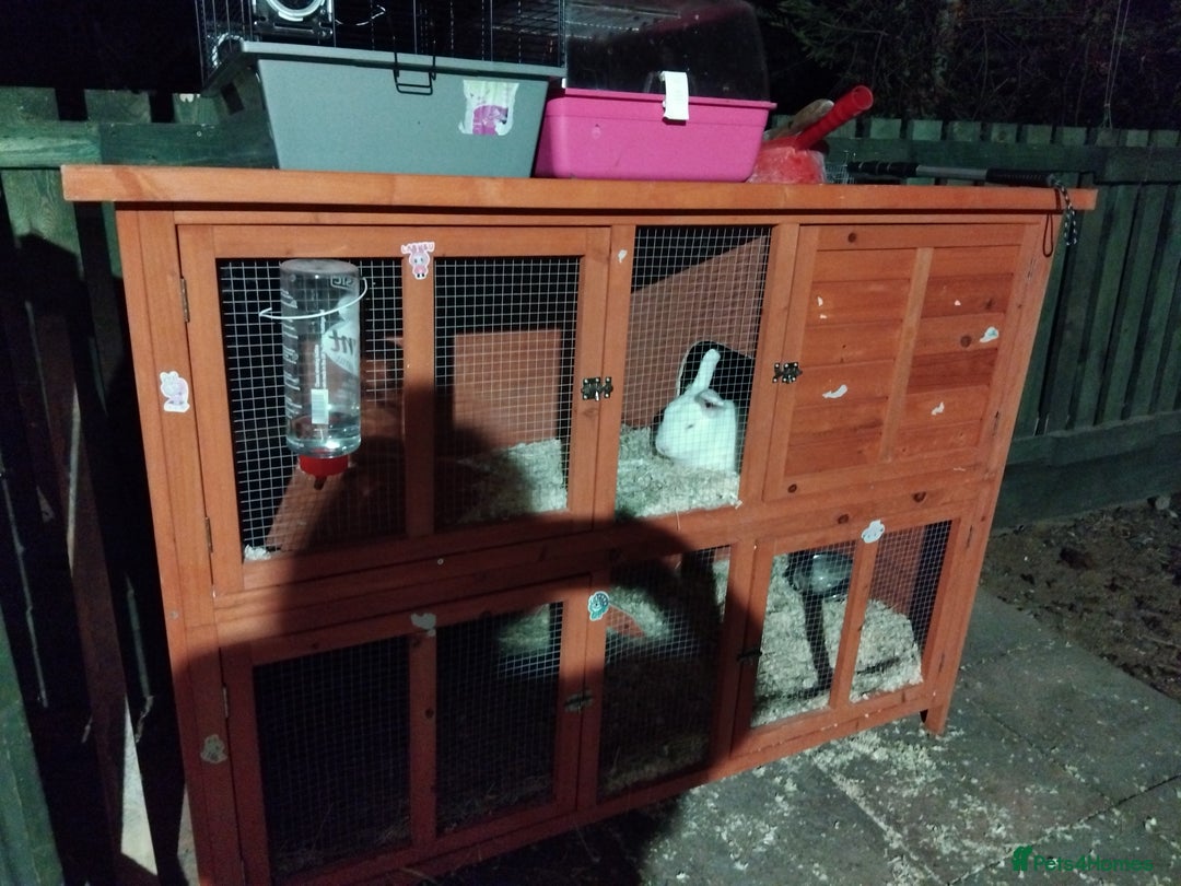 New Zealand rabbits for sale: New zealand white and hutch - Advert 2