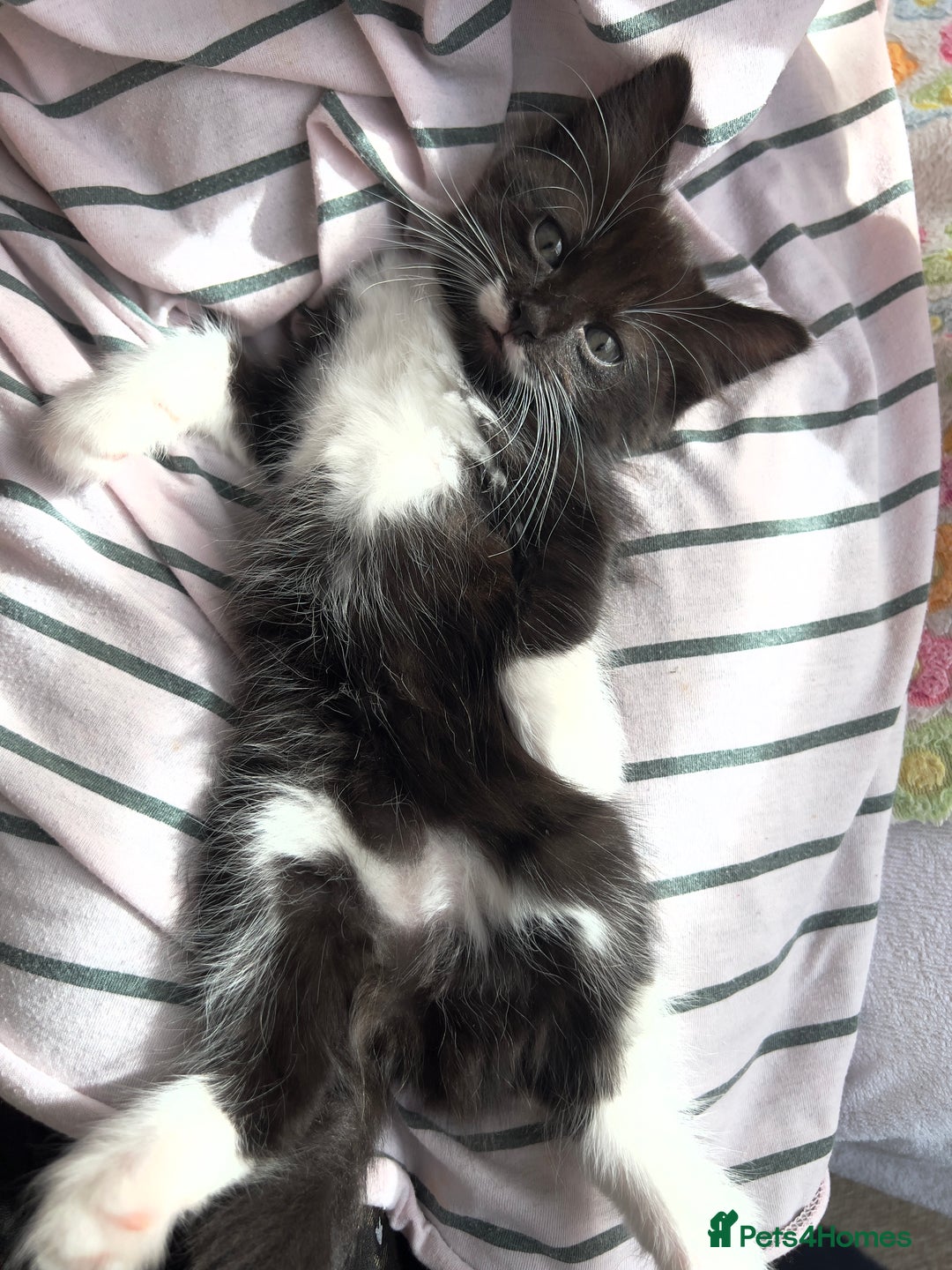 Mixed Breed cats for sale: siamese x siberian tuxedo kittens - Advert 36