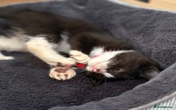 British Shorthair cats for sale: Gorgeous British Shorthair kittens! - Image 5