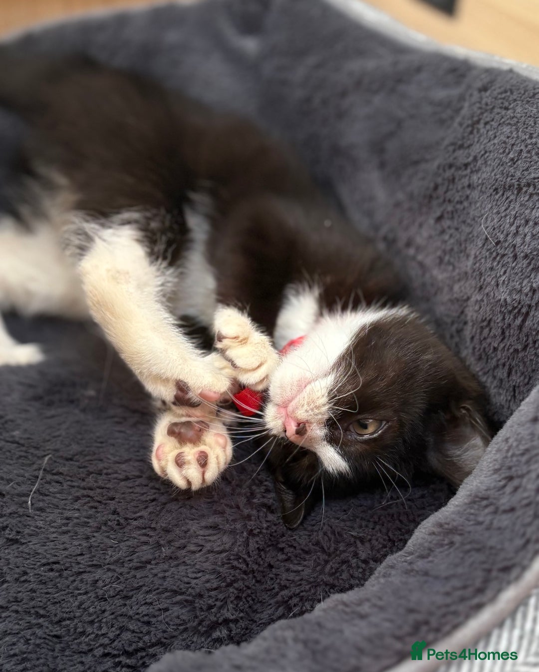 British Shorthair cats for sale: Gorgeous British Shorthair kittens! - Image 5