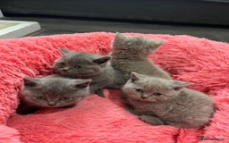 British Shorthair cats for sale: British shorthair kittens lilac/blue - Image 17