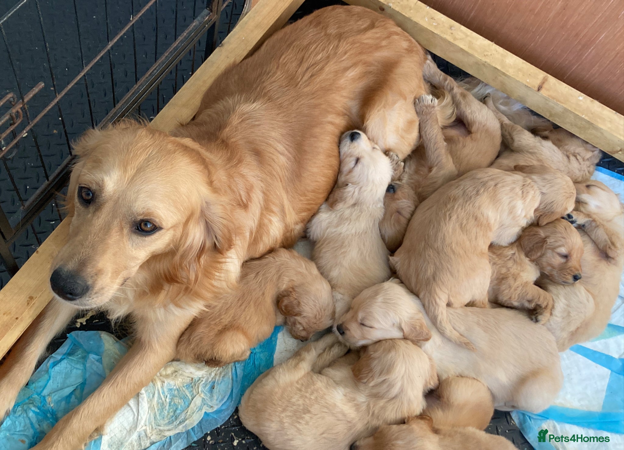 Goldendoodle dogs for sale: Goldendoodle pups Born 25 March 2026 - Advert 1