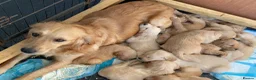 Goldendoodle dogs for sale: Goldendoodle pups Born 25 March 2026 - Advert 1