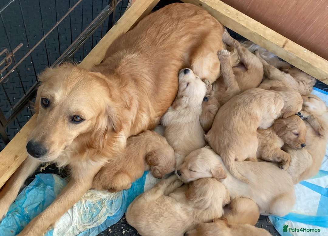 Goldendoodle dogs for sale: Goldendoodle pups Born 25 March 2026 - Advert 1