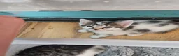 Mixed Breed cats for sale: Beautiful kittens  - Advert 9