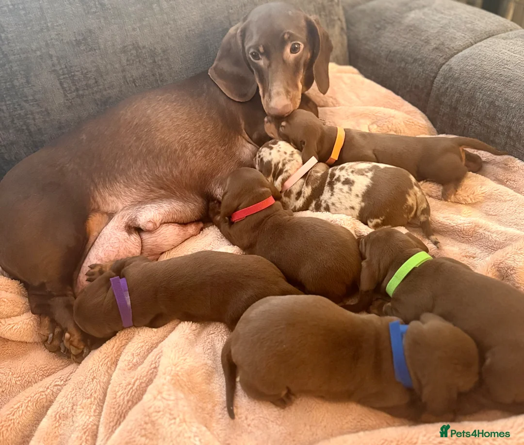Dachshund dogs for sale: Chocolate dachshund puppies  - Advert 1