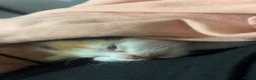 Mixed Breed cats for sale: 5 gorgeous kittens for sale  - Advert 5