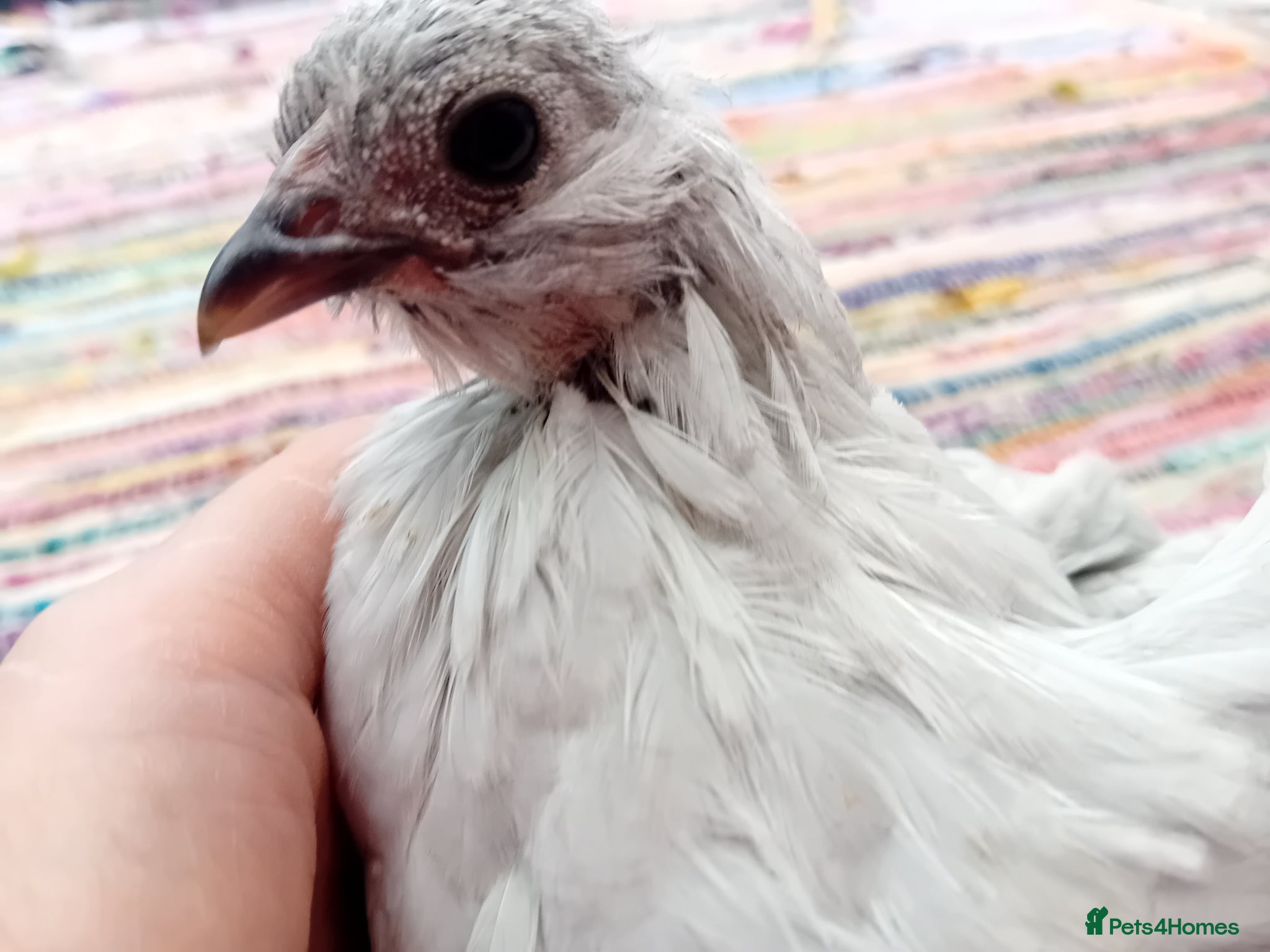 Chickens poultry Indoor Companion Chickens – Hand Tamed & Friendly - Advert 7