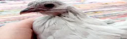 Chickens poultry for sale: Indoor Companion Chickens – Hand Tamed & Friendly - Advert 6