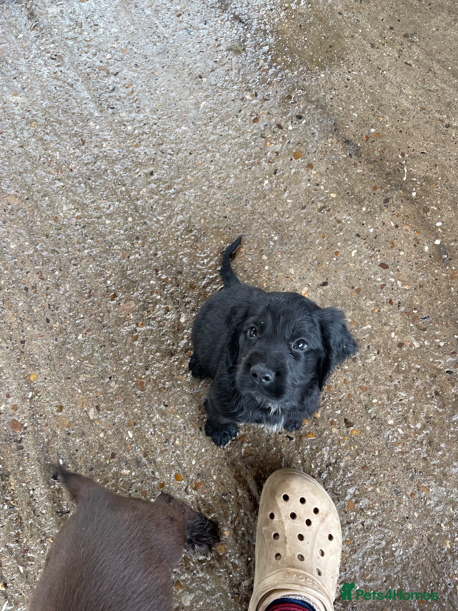 Cocker Spaniel dogs Last 3 cocker spaniel puppies left  - Advert 2