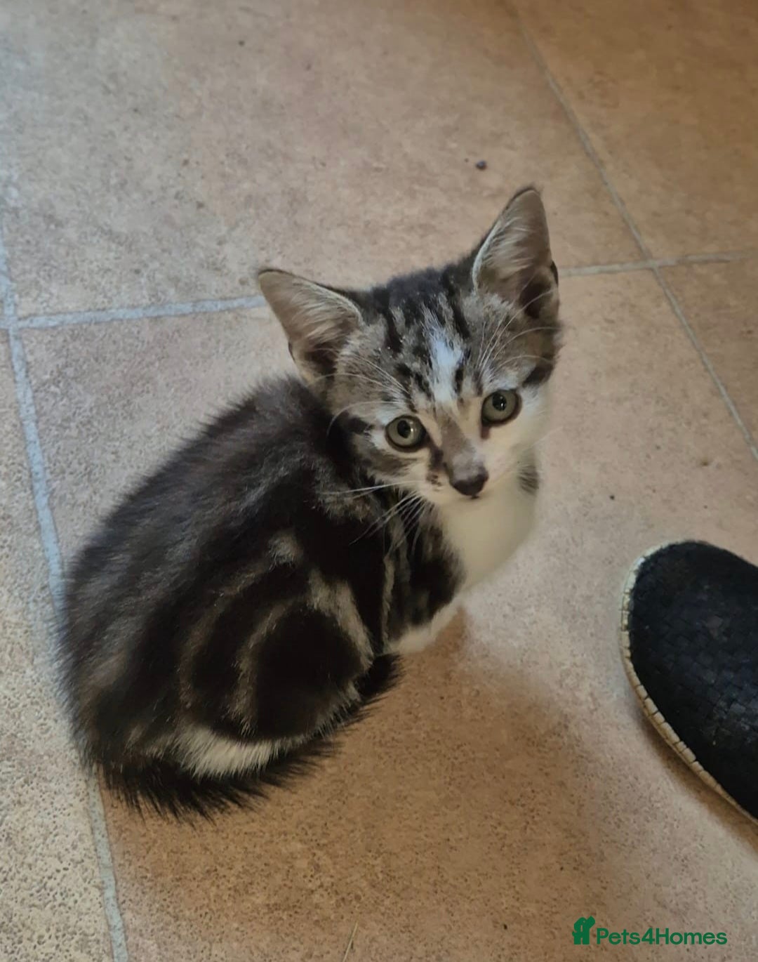 Mixed Breed cats for sale: Adorable 7 Mixed Breed Kittens 🐾 - Image 20