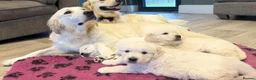 Golden Retriever dogs for sale: Golden retriever puppies top quality - Advert 4