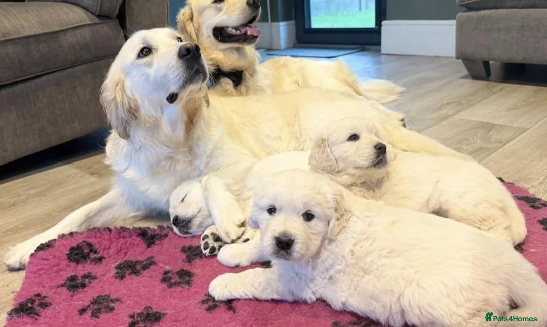 Golden Retriever dogs for sale: Golden retriever puppies top quality - Advert 4