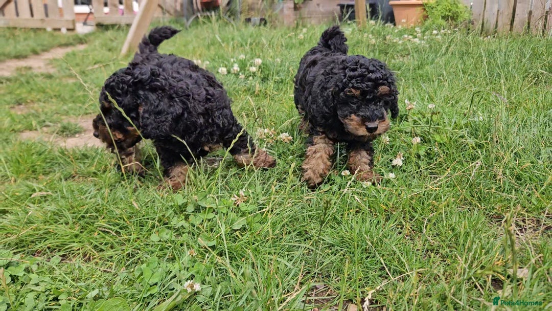 Toy Poodle dogs for sale: KC Black/Tan, Black/Cream Toy Poodles, READY NOW! in Morpeth - Image 2