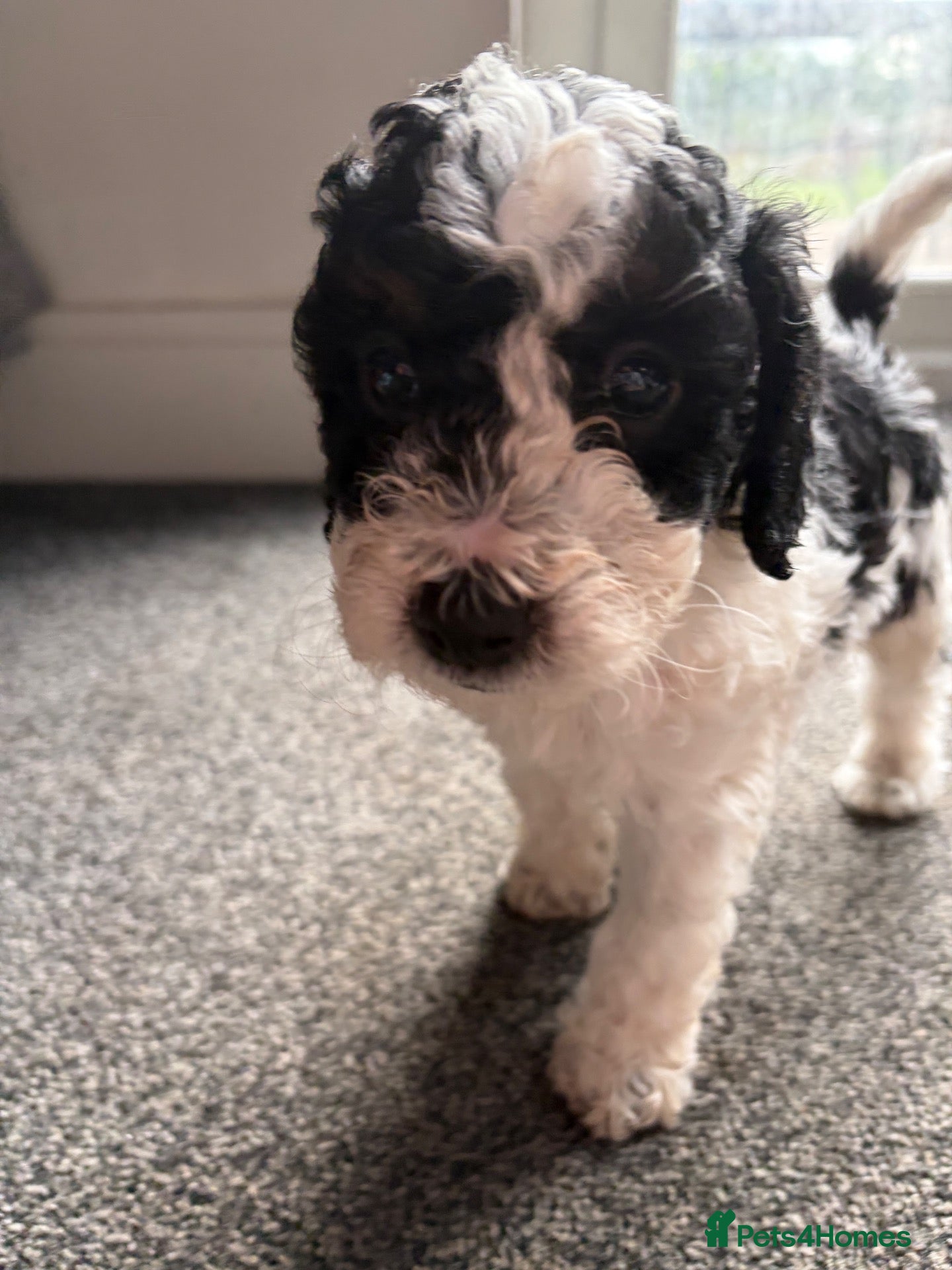 Cockapoo dogs 2x F2 cockapoos for sale - Advert 1