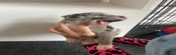 Greyhound dogs for sale: Grayhound x bullmastiff  - Advert 19