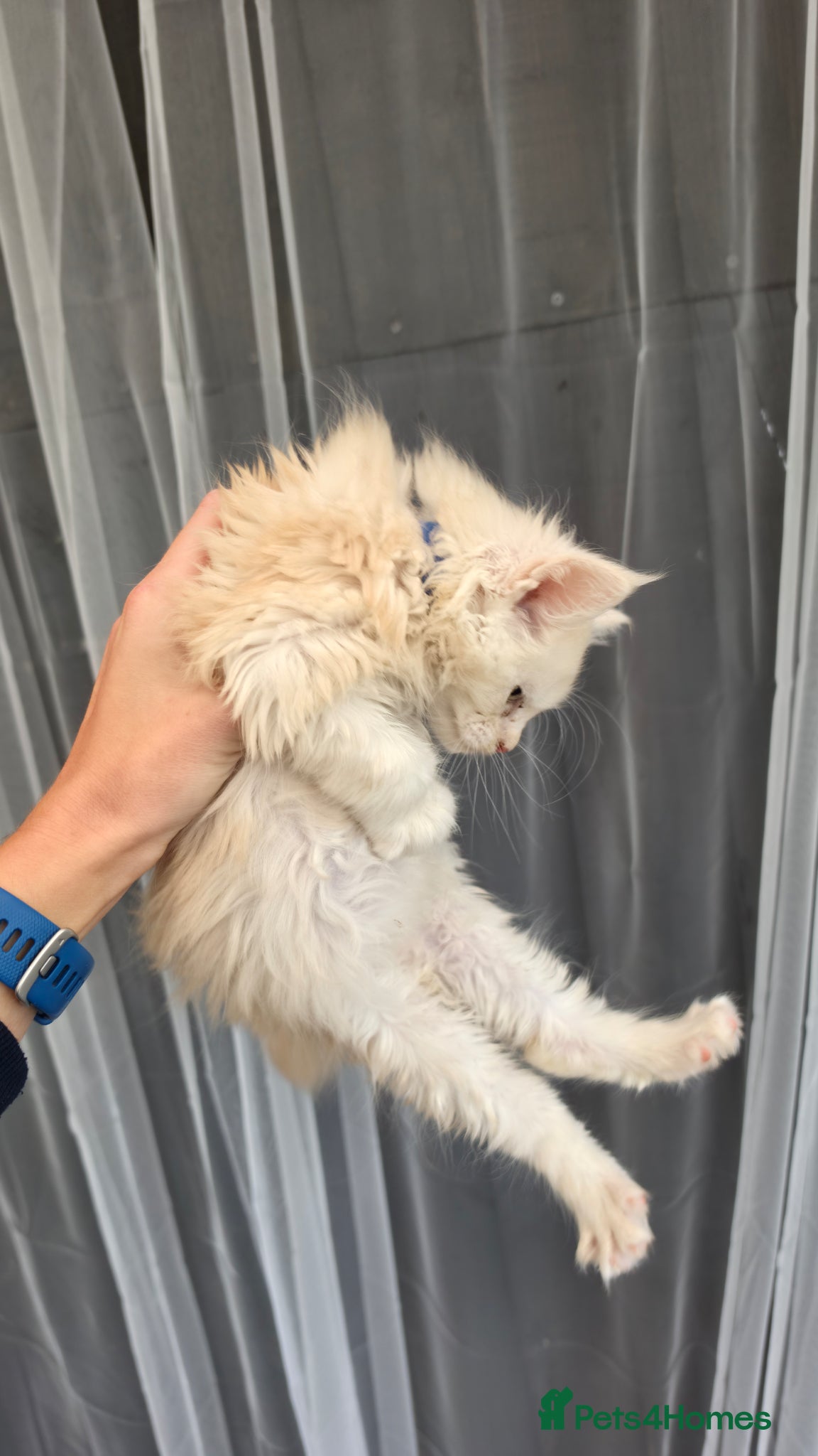 Maine Coon cats Maine coon kittens - Advert 2