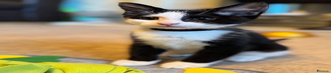 Mixed Breed Kitten fidget