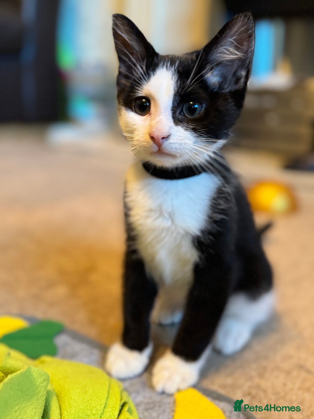 Mixed Breed cats for sale: Beautiful playful boy kittens  - Image 2