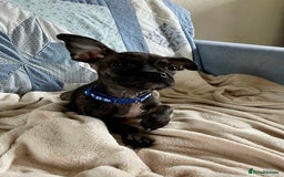 Mixed Breed dogs for sale: Frug/Staffy Puppies - Image 5