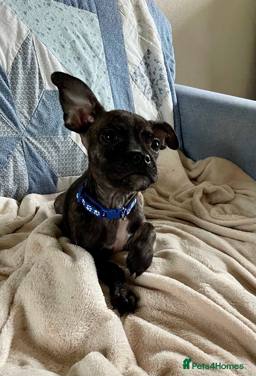 Mixed Breed dogs for sale: Frug/Staffy Puppies - Image 5