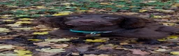 Cocker Spaniel dogs for stud: **KC registered cocker spaniel for stud** in Plymouth - Advert 3