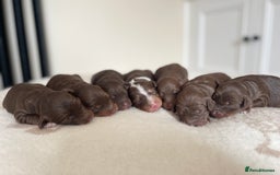 Bordoodle dogs for sale: OUTSTANDING *TRI COLOUR* MINIATURE BORDOODLES - Image 2