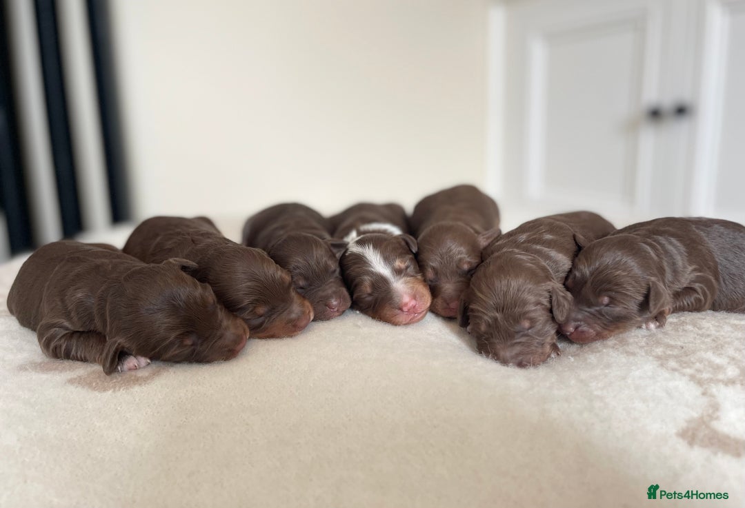 Bordoodle dogs for sale: OUTSTANDING *TRI COLOUR* MINIATURE BORDOODLES - Image 2