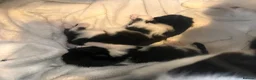 Mixed Breed cats for sale: Beautiful fluffy kittens  - Advert 31
