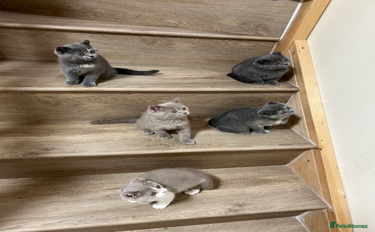 British Shorthair cats - Advert 6
