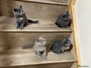 British Shorthair cats - Advert 23